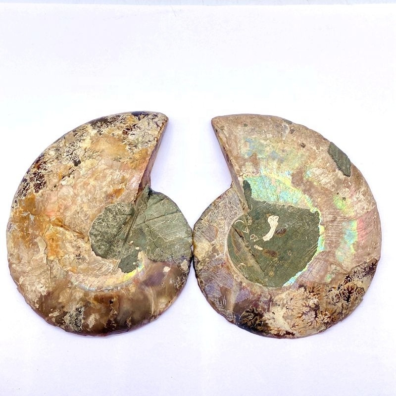 Natural Jade Ammonite Fossil Slice Madagascar Seashell Conch For Healing Gift