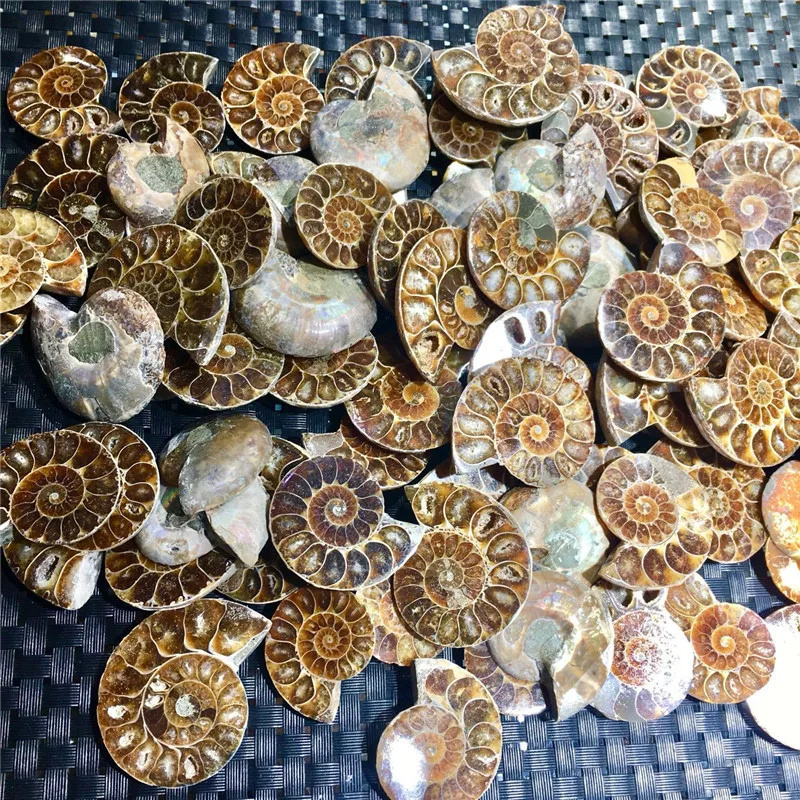 Hot sale product fengshui crystal natural ammonites for home decoration