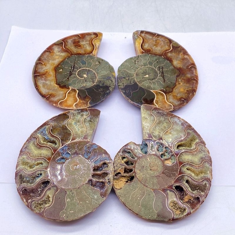 Natural Jade Ammonite Fossil Slice Madagascar Seashell Conch For Healing Gift