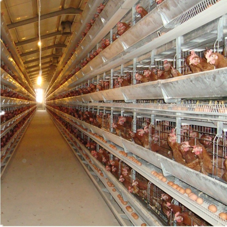 battery chicken layer cage sale for africa farm, layer poultry a-type battery chicken cage