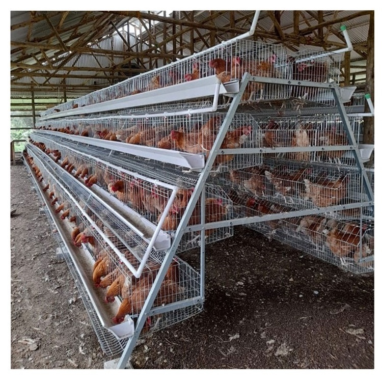 battery chicken layer cage sale for africa farm, layer poultry a-type battery chicken cage