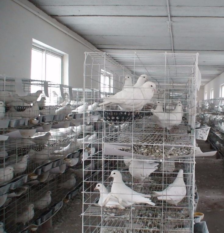 Hot Selling factory price pigeon Breeding Cage