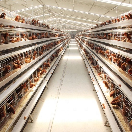 battery chicken layer cage sale for africa farm, layer poultry a-type battery chicken cage