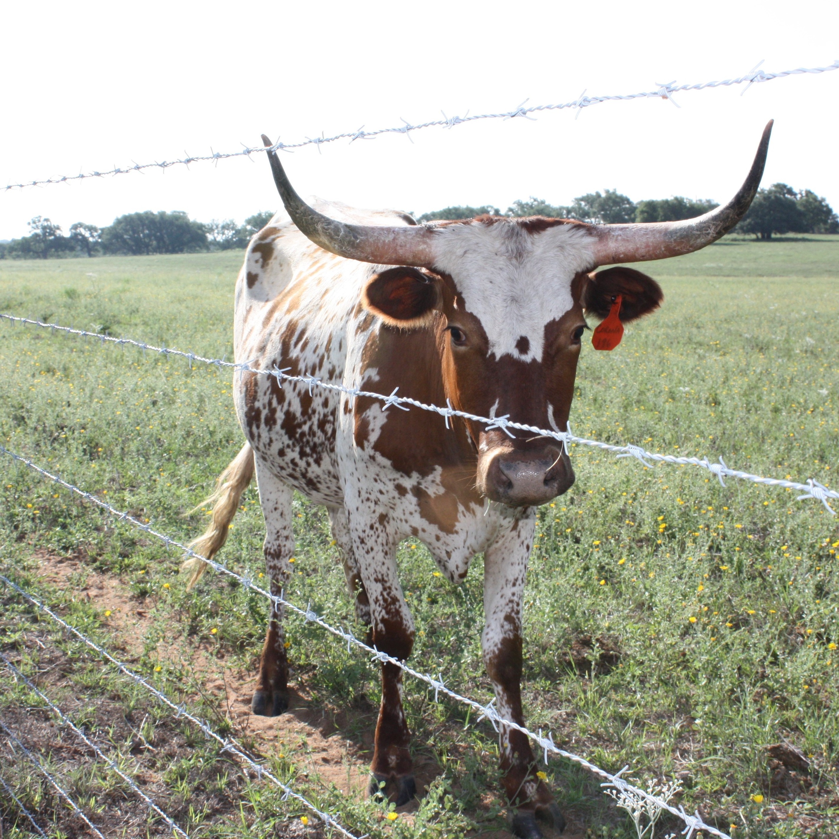 wire stainless steel razor rolled fencing stainless steel tata price per meter galvanized 10kg razor barbed wire