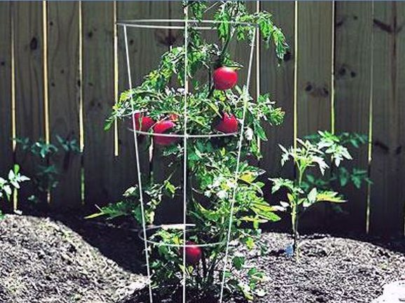 Tomato Cages