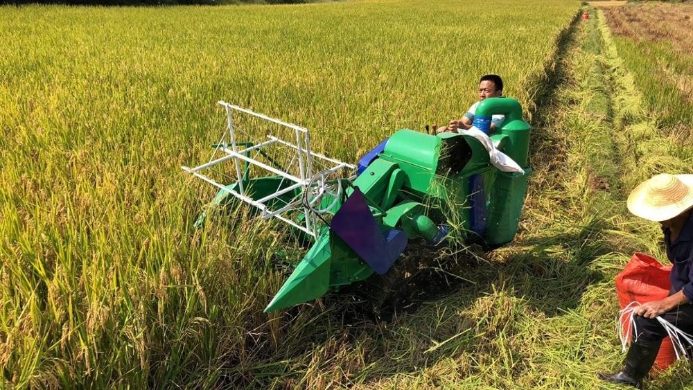 Hot sale factory supply Mini rice combine harvester with crawler