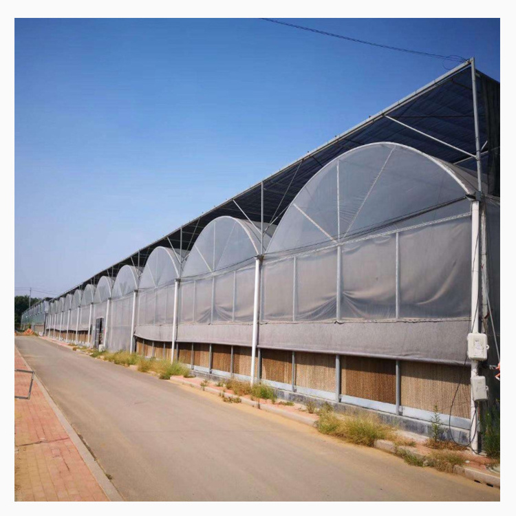 Multi-span plastic greenhouse structure large agricultural tropical film greenhouse used for sale