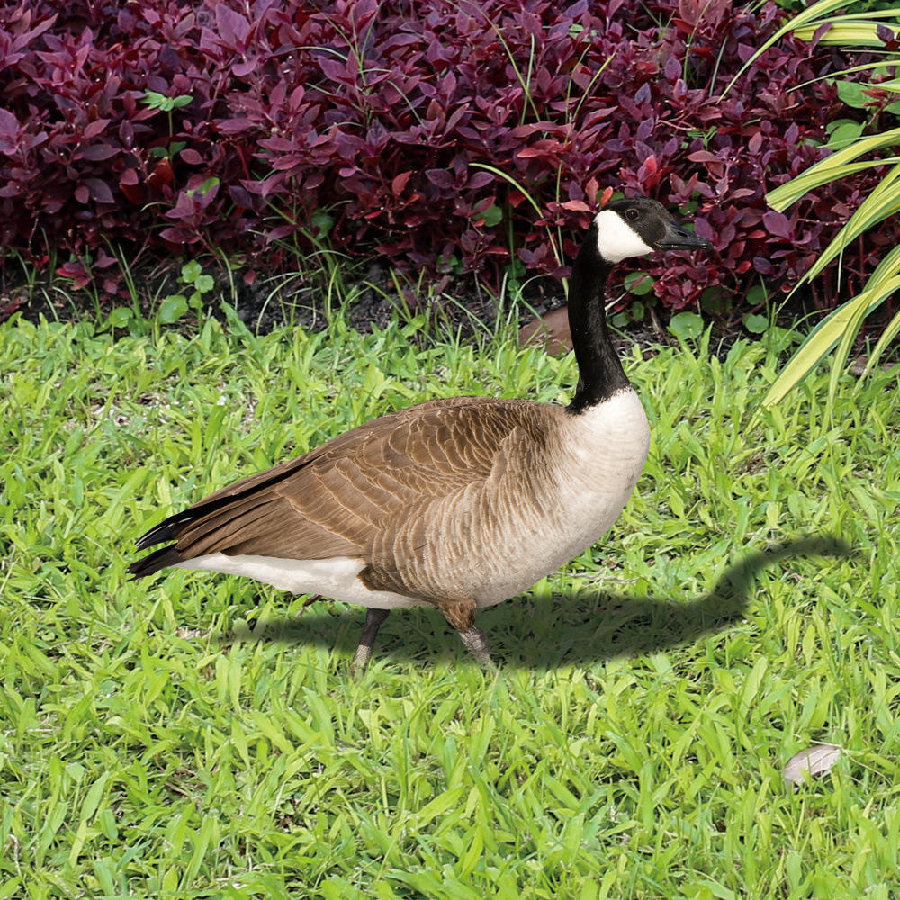 Canadian Inflatable Speckle Grey Full Body China Shell Floating Stand Silhouette Wholesale Snow Canada Goose Hunting Decoys