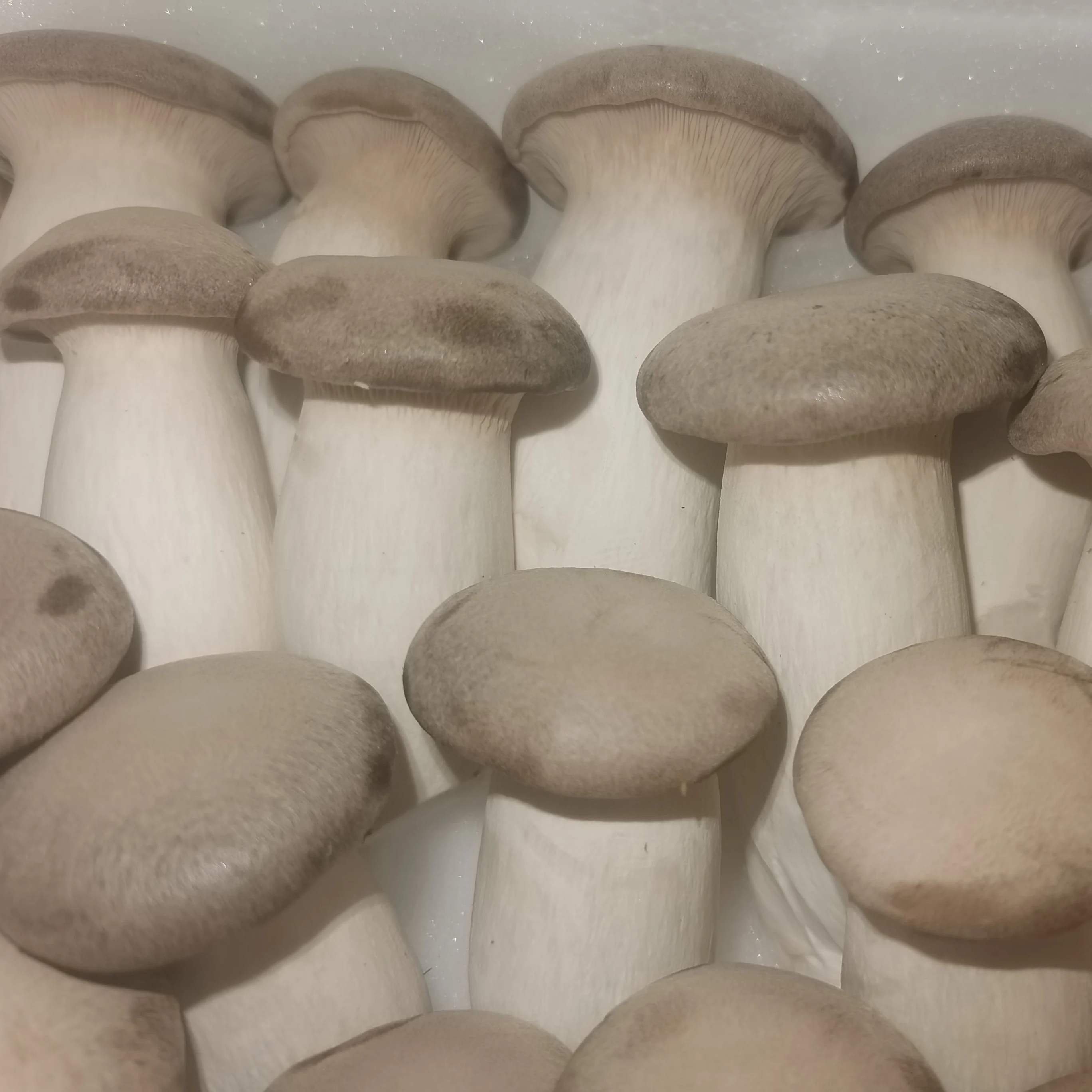 FRESH KING OYSTER MUSHROOM