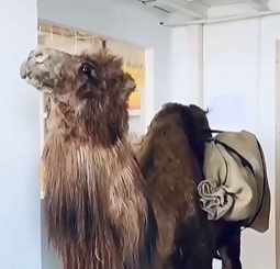 Hyper Realistic Camel Movie Wax Figure Silicone Statue For Museum Showcase