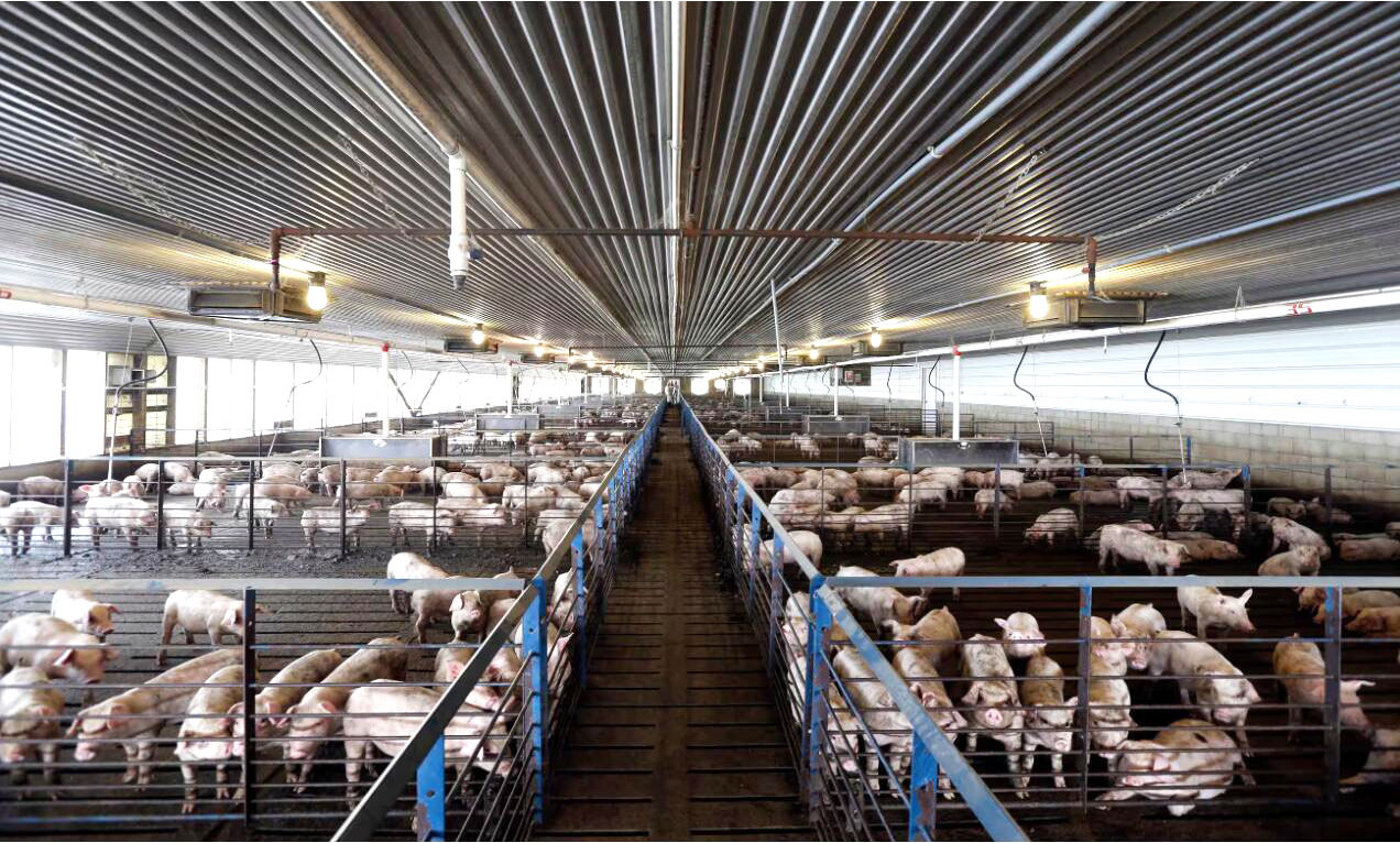 Commercial Insulated Pig House with Steel Pens