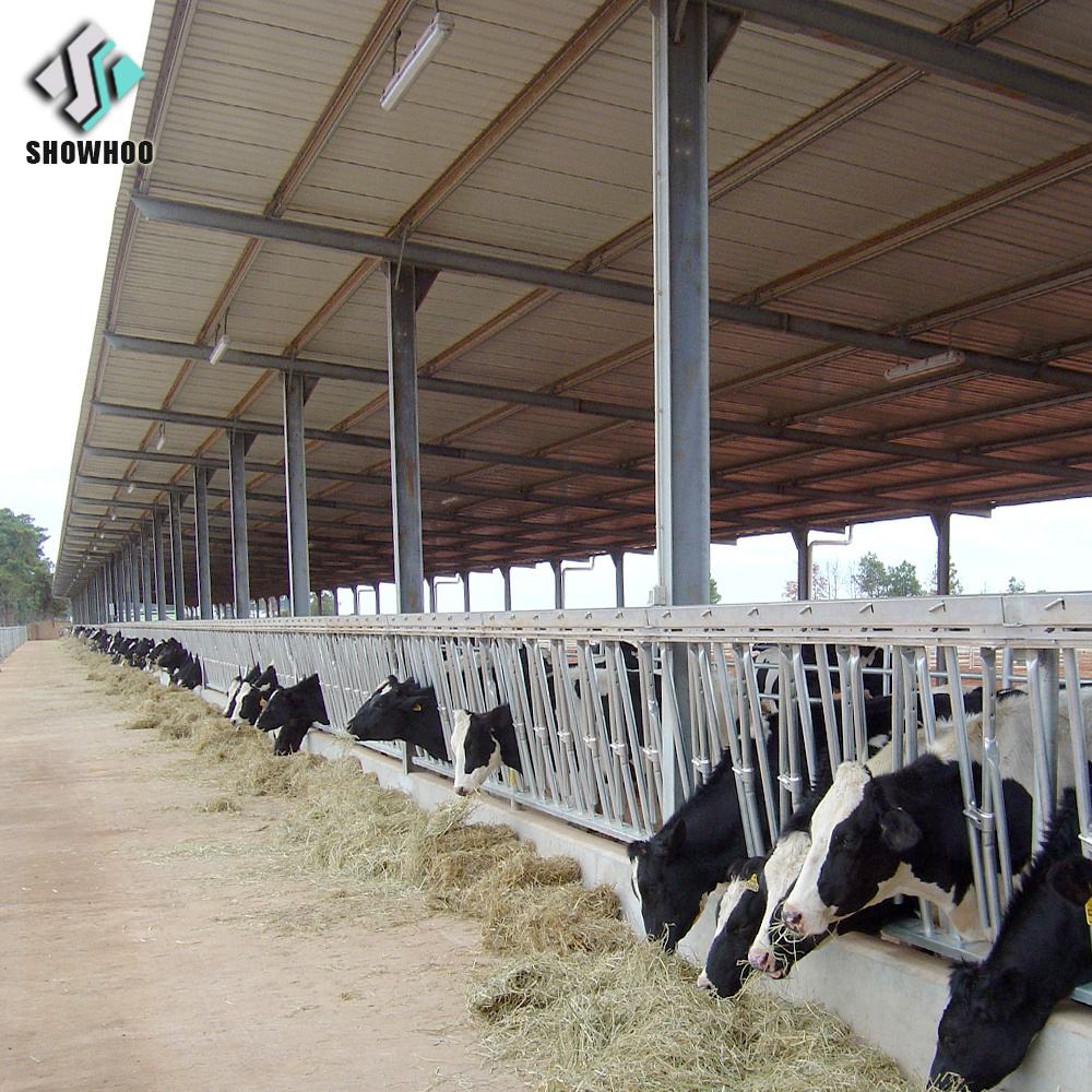 New designing low cost prefab steel structure milk cow barn shed farm building