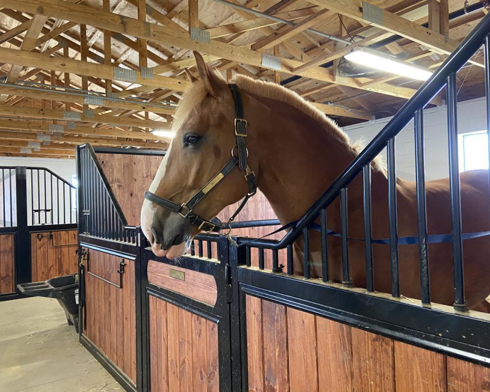 horse stable feeders stables horse shed horse stable stall fronts