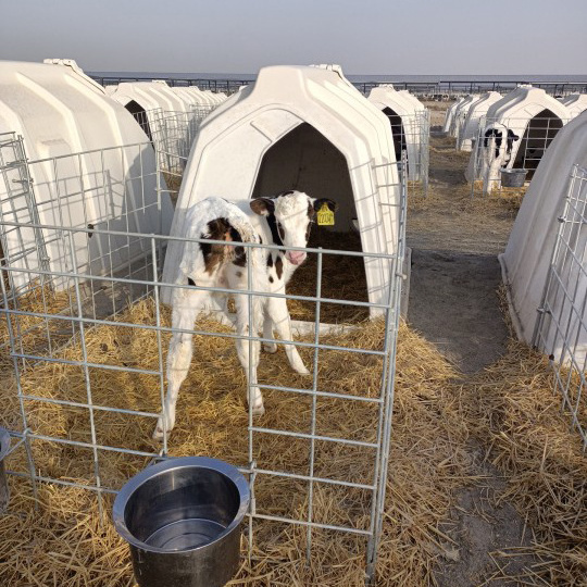 Top Sale Livestock Houses High Quality Animal Cages Calf Hutch Calf Pen for  Cattle House