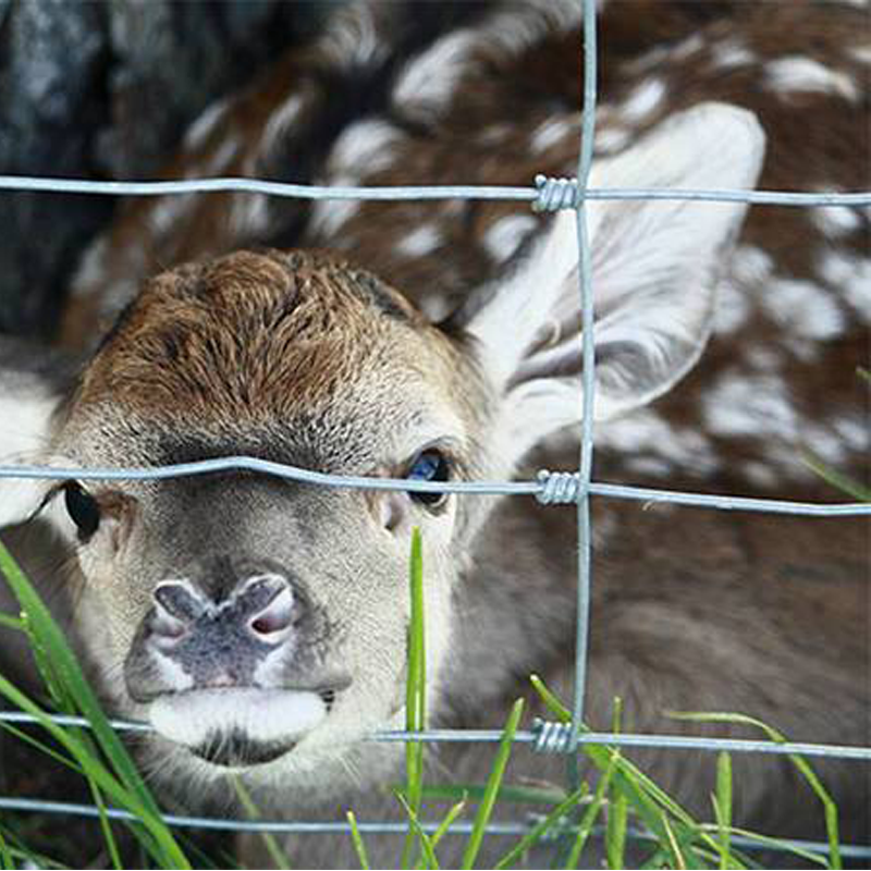 Hot Sale Steel Wire Mesh Fence Low Maintenance Gate for Livestock Cattle Sheep Field Deer Farm Fencing Coated