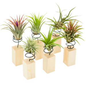 Wooden pile flowerpot desktop decorative small rack for tillandsia mini air plant holder