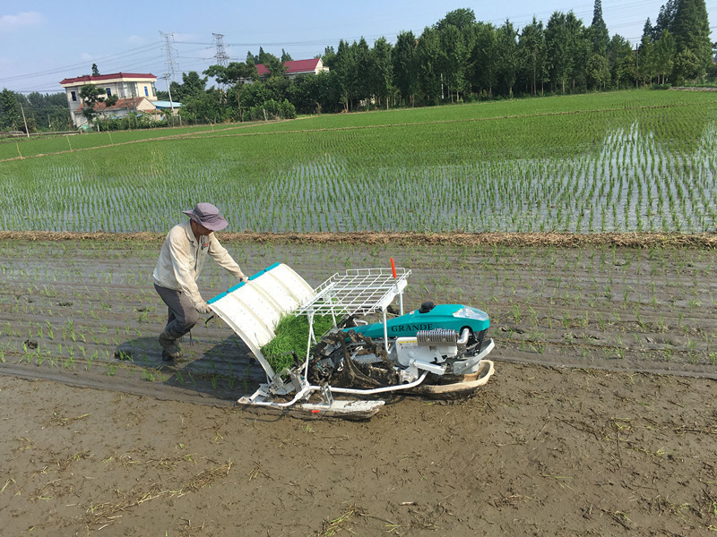 2023 New Walk-Behind Manual 6 Rows Paddy Rice Planting transplanter Machine