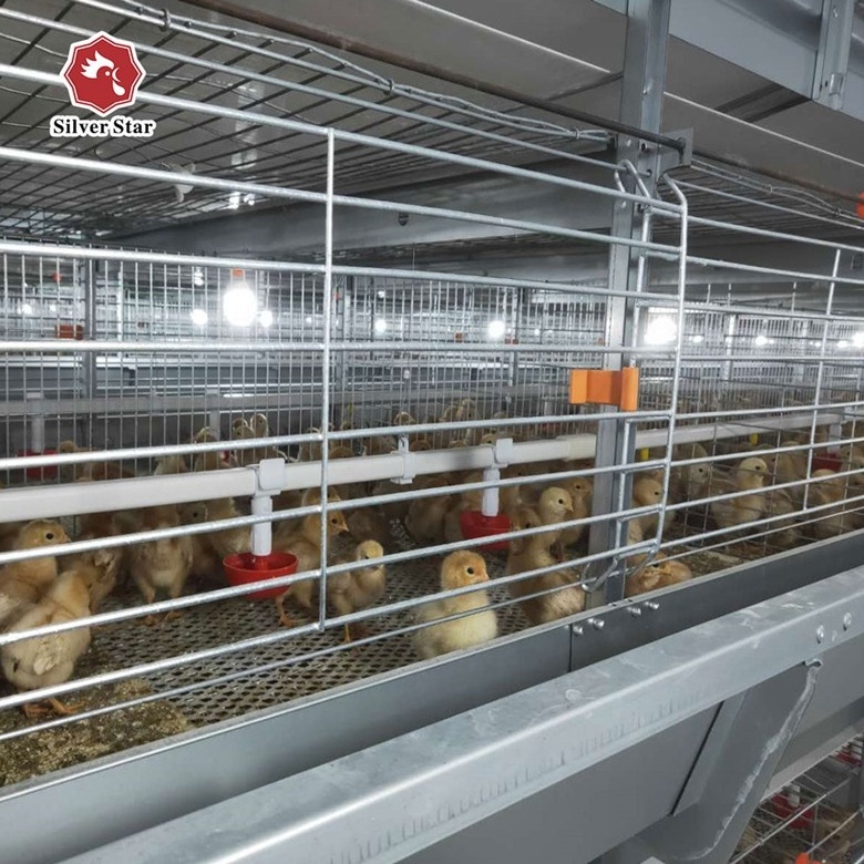 Meat broiler chicken cage with conveyor belt for automatic manure removal system