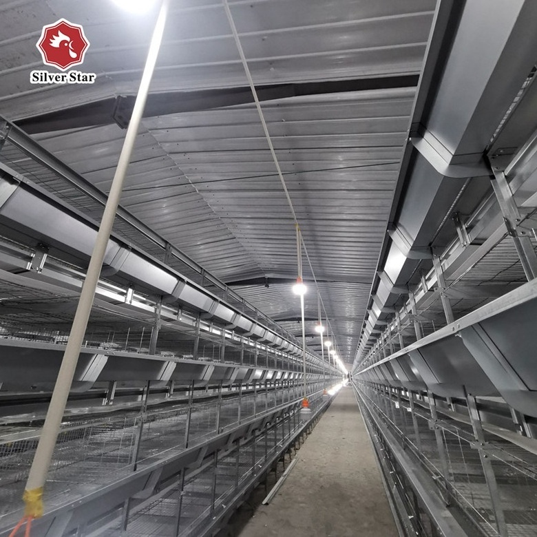 Meat broiler chicken cage with conveyor belt for automatic manure removal system