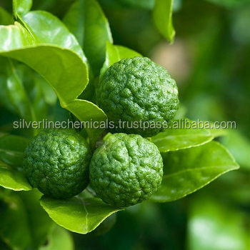 Wholesale Hot Sale Bulk Lime Essential Oil Manufacturer.