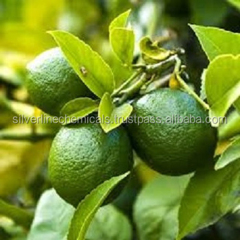 Wholesale Hot Sale Bulk Lime Essential Oil Manufacturer.