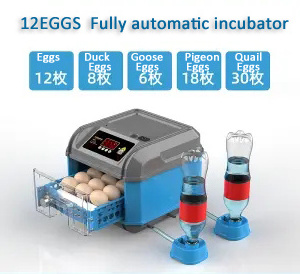 Red-Throated Parrot  Egg Incubator For Science  For Wholesales