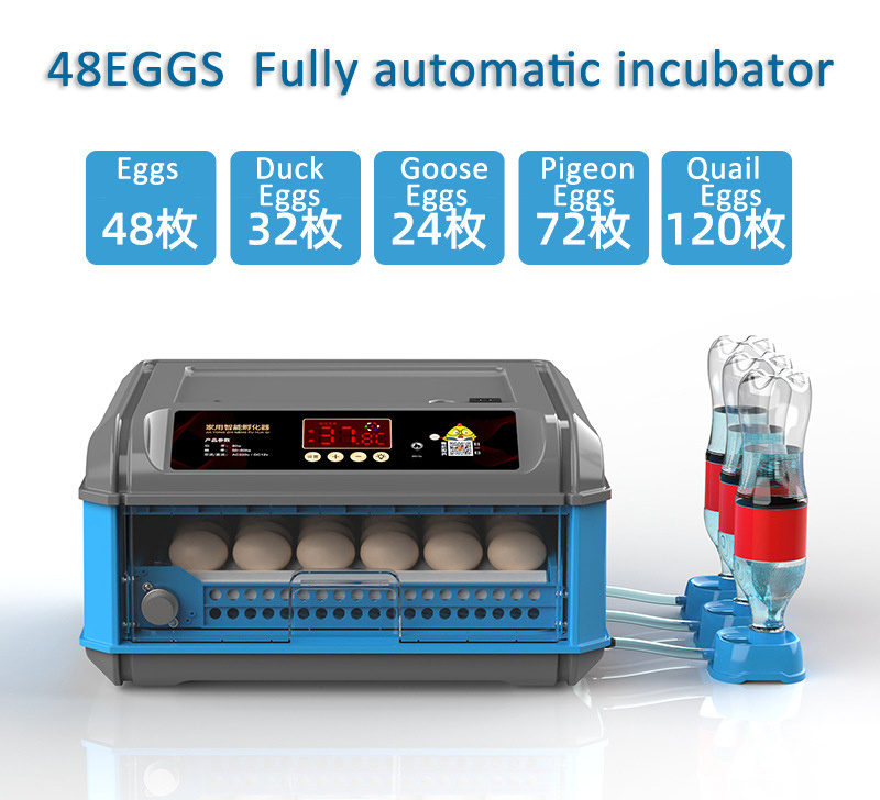 Red-Throated Parrot  Egg Incubator For Science  For Wholesales