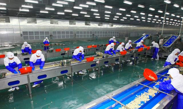 Canned mushroom production line is suitable of cucumbers, mushrooms, tomatoes including the filling glass bottles or cans