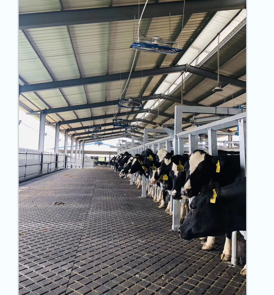 rubber cattle matting  provide sure footing and a quiet, firm, but resilient surface for livestock