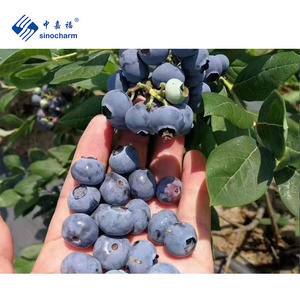 Sinocharm BRC A Approved 0.8-1.5cm IQF Wild Blueberry Whole Frozen Blueberry