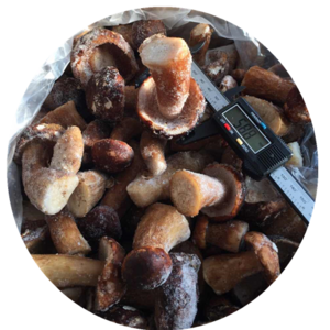 Wild Dried sliced porcini mushroom  boletus edulis