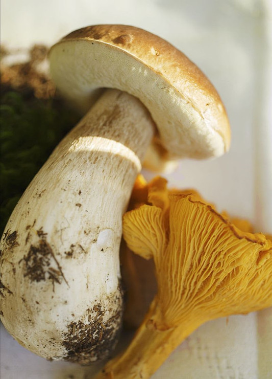 Wild Dried sliced porcini mushroom  boletus edulis