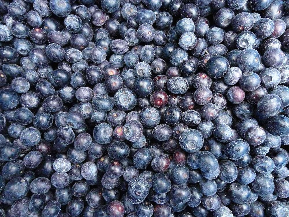 Sinocharm BRC A Hot Selling Chinese Organic 0.8-1.5cm Frozen Fruits Factory Price IQF Blueberry Frozen Blue Berry Fruit