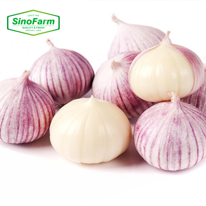 Fresh Solo Garlic Single Clove Garlic Fresh for Export