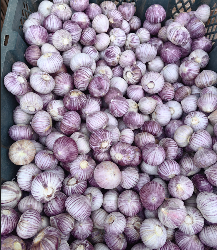 Export High Quality Fresh Purple White Single Clove Garlic Solo Garlic Lonely Garlic Wholesale