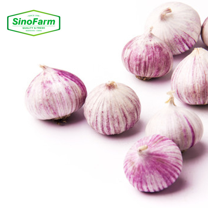 Fresh Solo Garlic Single Clove Garlic Fresh for Export