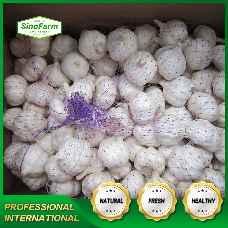 New arrival fresh pure white garlic ali alho supply from China Sinofarm garlic manufacturers