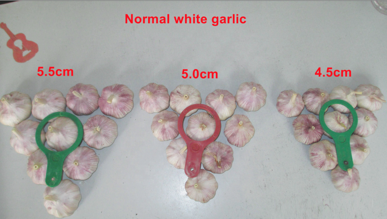 Import Chinese Garlic Jining Garlic Direct Supplier 3p 4p 5p Mesh Bag Packed