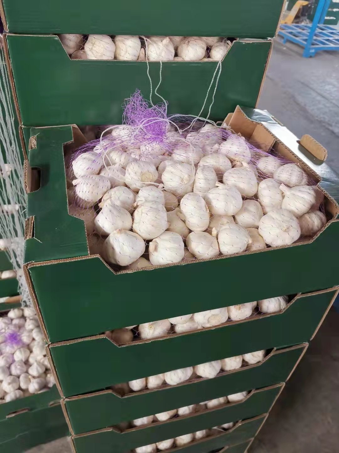 2023 new season SINOFARM brand China fresh garlic fresh snow pure white garlic ajo alho garlico price from fresh garlic supplier