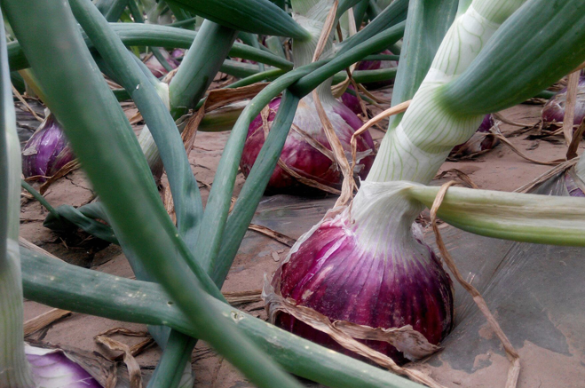 Fresh red onion not onion peeling machine