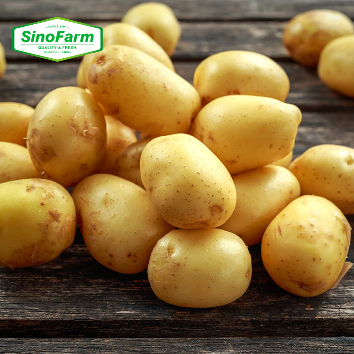 New Crop Holland Yellow Fresh Potato Sweet Potatoes Wholesale From Chinese High Quality Export