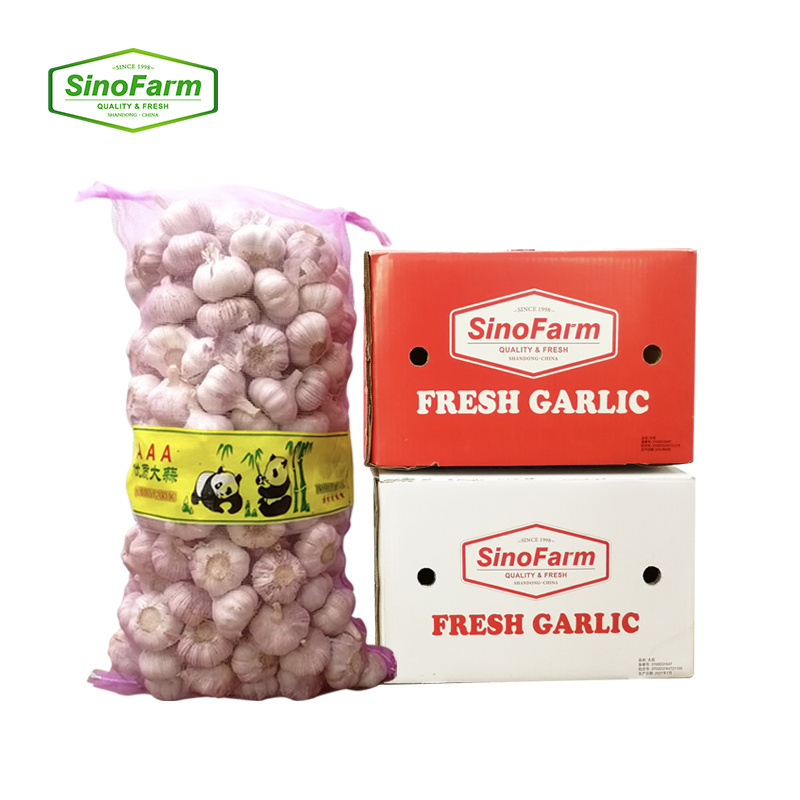 New arrival fresh pure white garlic ali alho supply from China Sinofarm garlic manufacturers