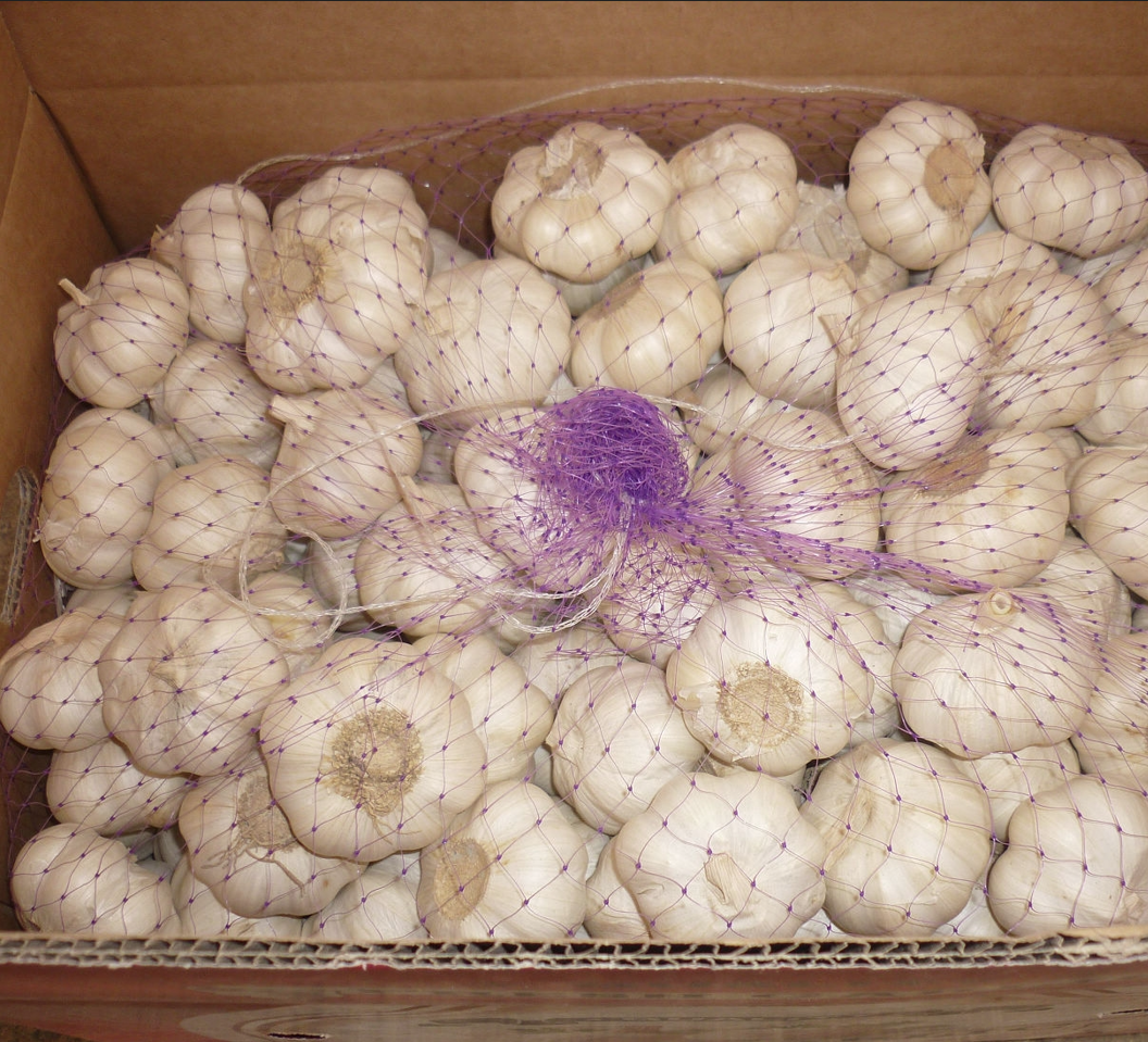 Import Chinese Garlic Jining Garlic Direct Supplier 3p 4p 5p Mesh Bag Packed