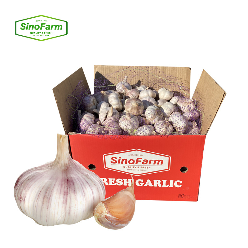 Sinofarm supply AJO/ALI/ALHO/Chinese normal white narc g1 china garlic price seed blanco fresco de chino 10 kilos