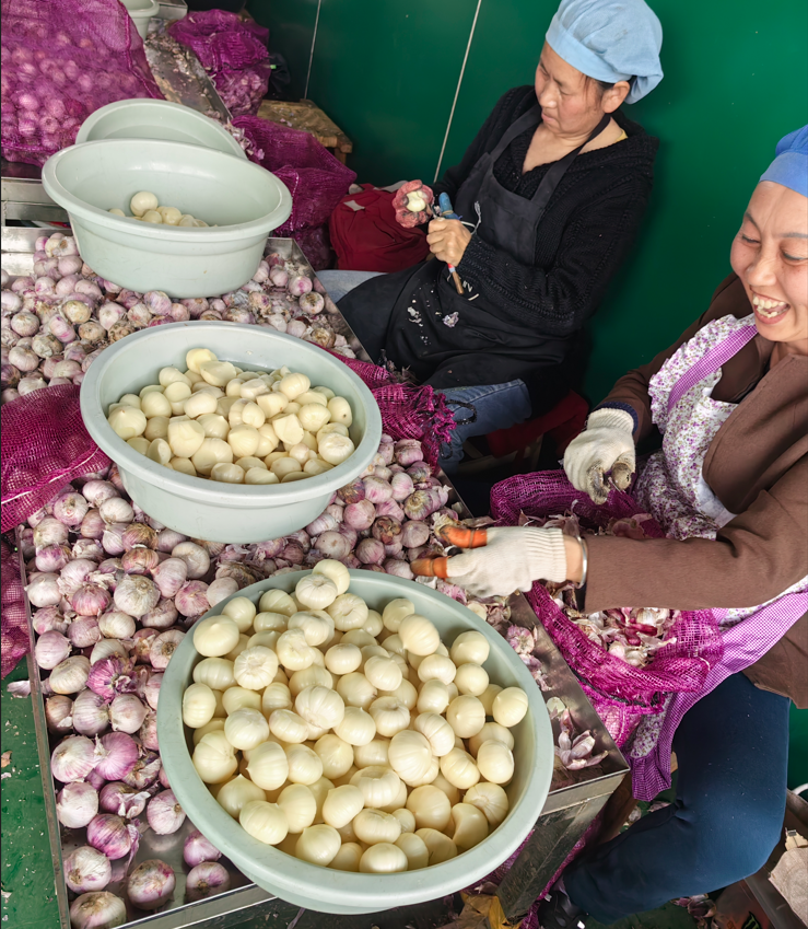 Export High Quality Fresh Purple White Single Clove Garlic Solo Garlic Lonely Garlic Wholesale