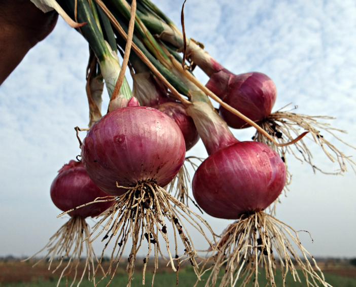 Fresh red onion not onion peeling machine