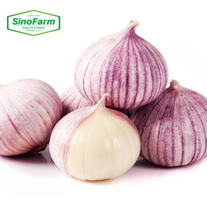 Fresh Solo Garlic Single Clove Garlic Fresh for Export