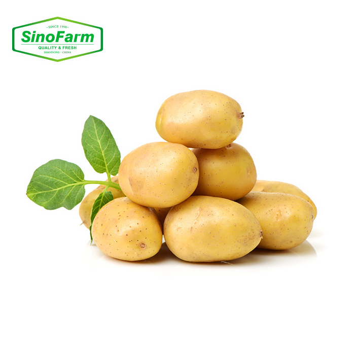 New Crop Holland Yellow Fresh Potato Sweet Potatoes Wholesale From Chinese High Quality Export