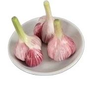 Solo Garlic Crop High Quality Fresh Garlic From Chinese Garlic Supplier For Wholesale Price