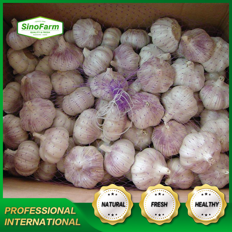 Fresh garlic red ajo Chino 2023 crop supply as garlic normal white and pure white aile with best Chinese garlic price